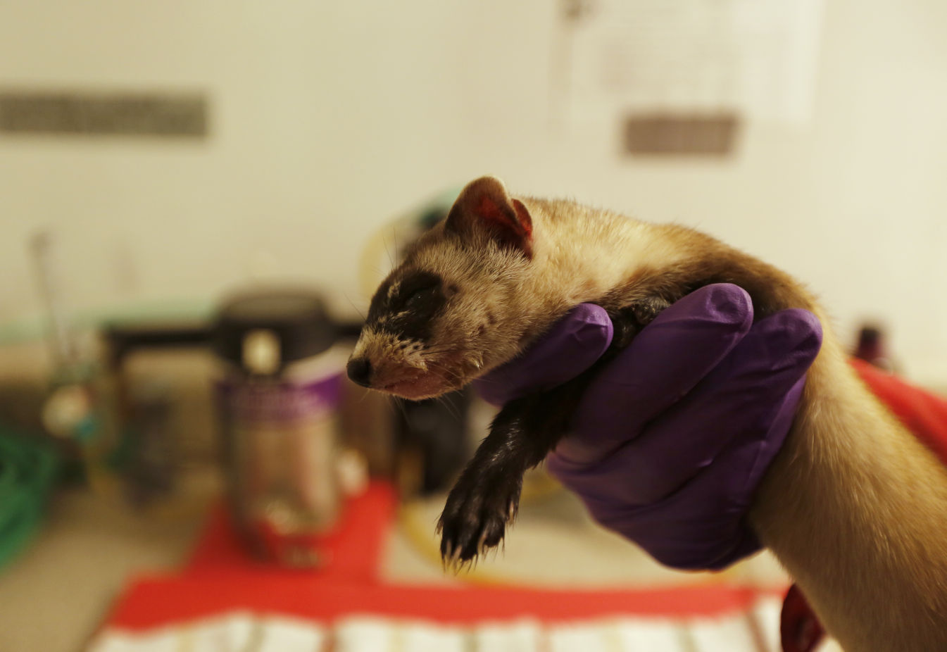 Black-Footed Ferrets